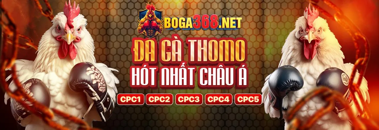 Sân đấu đá gà cựa sắt Thomo sôi động với các chiến kê đang thi đấu, minh họa cho luật đá gà cựa sắt Thomo hôm nay